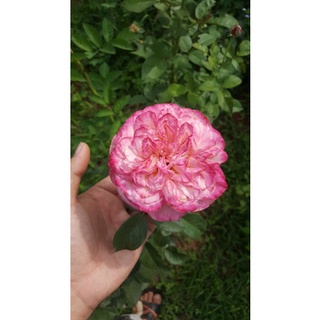ต้นกุหลาบสีชมพูอ่อนกลิ่นหอม(คลอเดส จูบิลี่)
