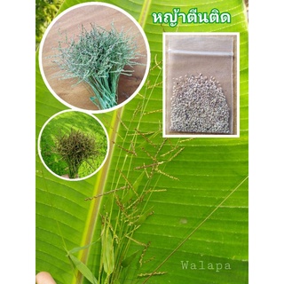 เมล็ดพันธุ์หญ้าตีนติด