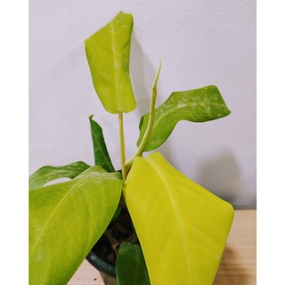 กุมารทองเรียกทรัพย์ ส่งพร้อมกระถาง 4 นิ้ว  ฟิโลเดรนดอน มูลไลท์ Philodendron ไม้ฟอกอากาศ ต้นไม้ฟอกอากาศ สามารถปลูกในน้ำได