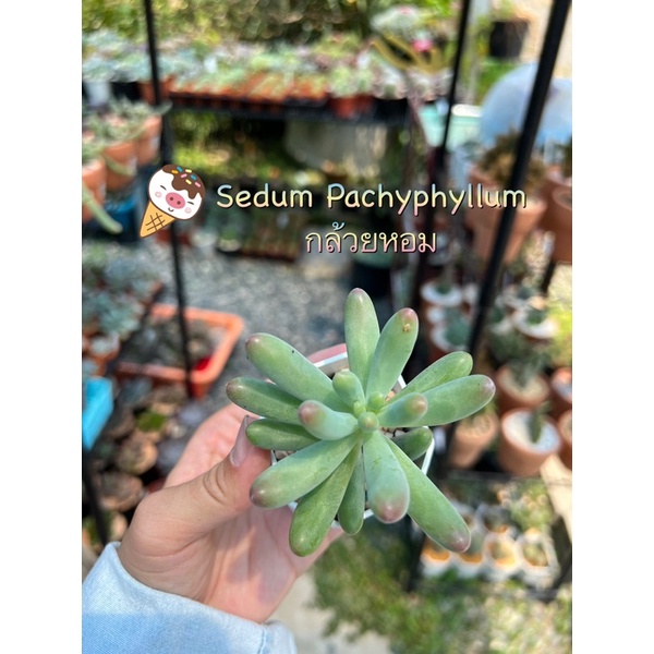 Sedum Pachyphyllum กล้วยหอม ไม้อวบน้ำ กุหลาบหิน