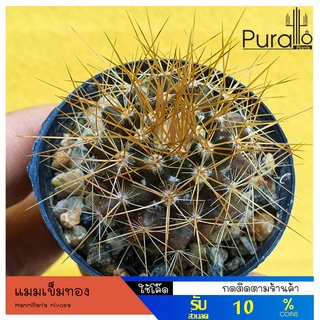 ต้นกระบองเพชร แมมเข็มทอง,แมมหนามทอง Mammillaria nivosa #cactus #Mammillaria #แคคตัส