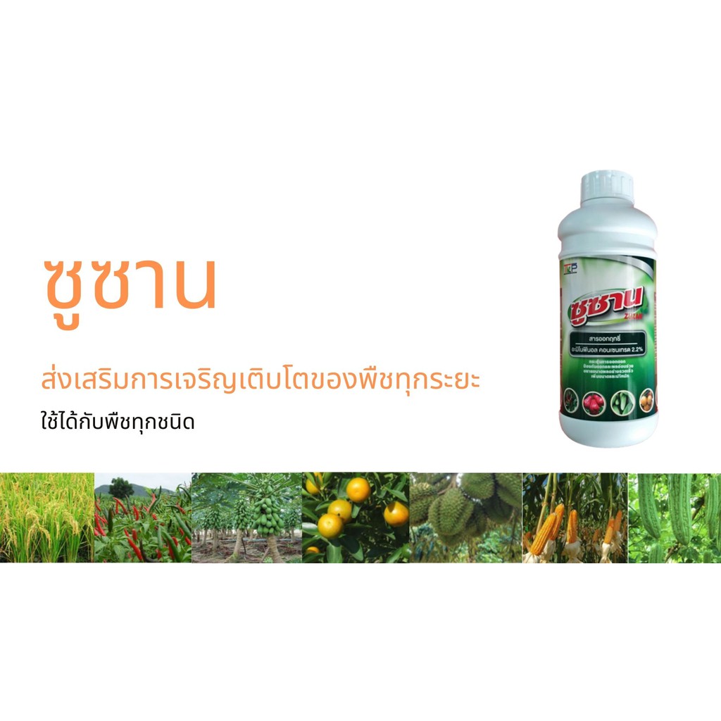 ซูซาน อะมิโน เร่งราก สารส่งเริมการเจริญเติบโตทุกระยะ ใช้ได้กับพืชทุกชนิด 1ลิตร 600บาท