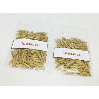 ซื้อ 1 ชุดแถม 1 ชุด เมล็ดพันธุ์ไผ่ซางนวล Dendrocalamus membranaceus ไผ่นวล หญ้ายักษ์ พืชเศรษฐกิจ 100 เมล็ดแถม 100 เมล็ด