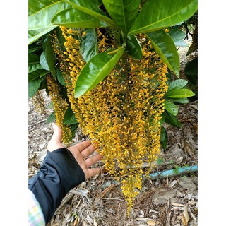 โซ่ทองคำ ไม้ประดับหายาก กิ่งปักชำความสูง 30-40cm.