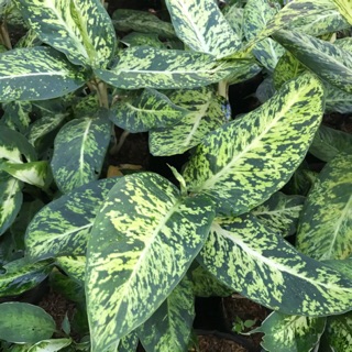 ต้นสาวน้อยประแป้ง 🌿 Dieffenbachia seguine (Jacq.) Schott