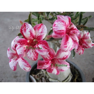 ลิปสติก lipstick ต้นชวนชม ดอกชั้นเดียว หลายสายพันธุ์ adenium desert rose plant