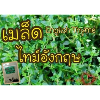 เมล็ดพันธุ์ไทม์ อังฤกษ English Thyme 100เมล็ด เมล็ดแท้นำเข้าจากต่างประเทศ