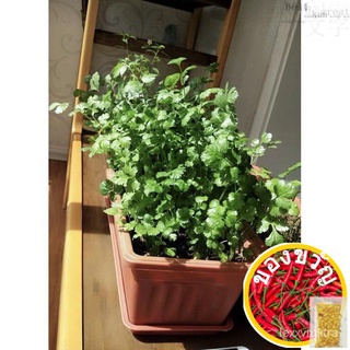 เมล็ด seeds ดอกไม้ สวน สวน ดอกทานตะวัน ดอกไม้ หญ้า กะหล่ำปลี กุหลาบ21.Coriander/ผักชีเมล็ด150จากSGข้อเสนอWelcomePurityMa