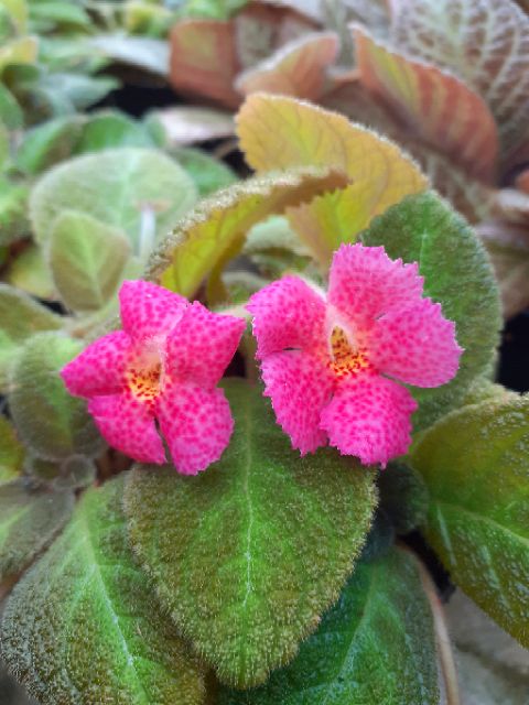 Episcia"Jim's Canadian Sunset'' ดอกสีชมพู กระถาง4นิ้ว