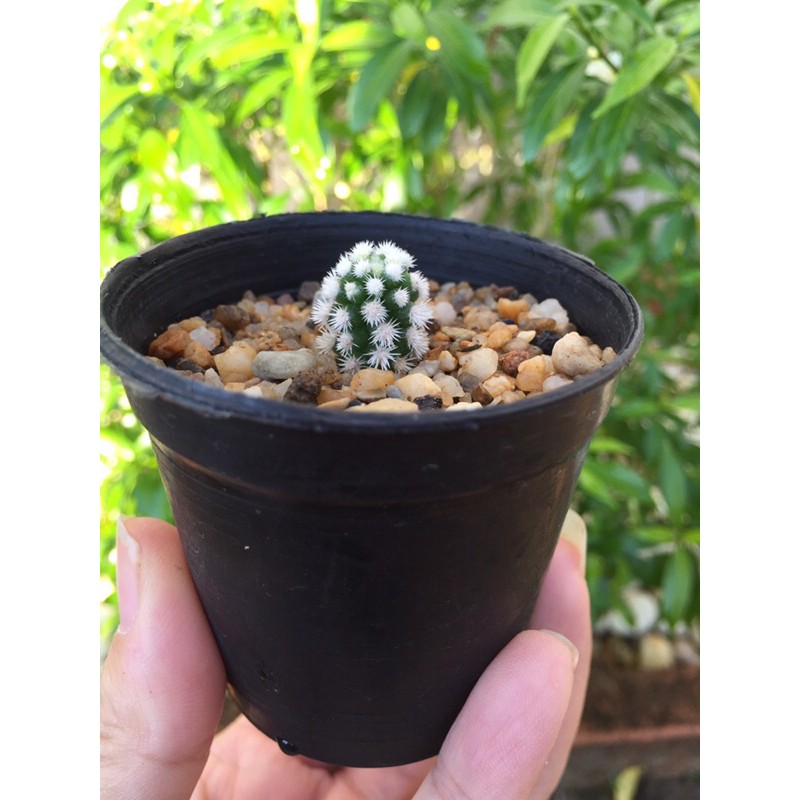 แมมสโนว์แคป Mammillaria gracilis Arizona Snowcap