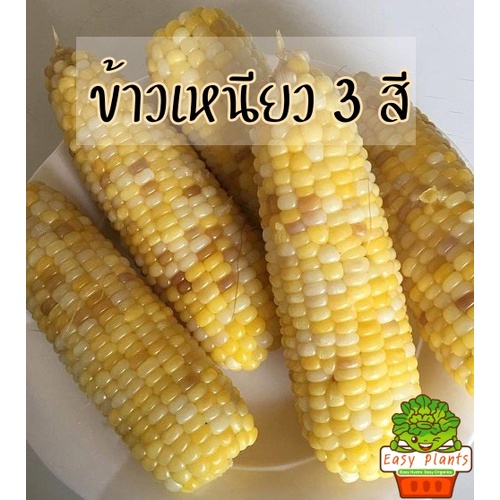 เมล็ดพันธุ์ ข้าวโพด ข้าวเหนียว สามสี สีสวยเม็ดใหญ่บรรจุ 200+ เมล็ด  เหนียวนุ่มหนุบหนับอร่อย