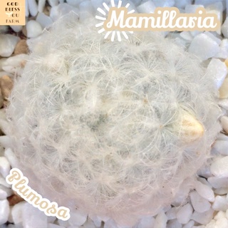 [แมมขนนกขาว] Mammillaria Plumosa ส่งพร้อมกระถาง แคคตัส หนามนุ่ม ขนนุ่ม ขนปุย ดอกสวย ทะเลทราย ฟอร์มกอ ปุกปุย พืชอวบน้ำ