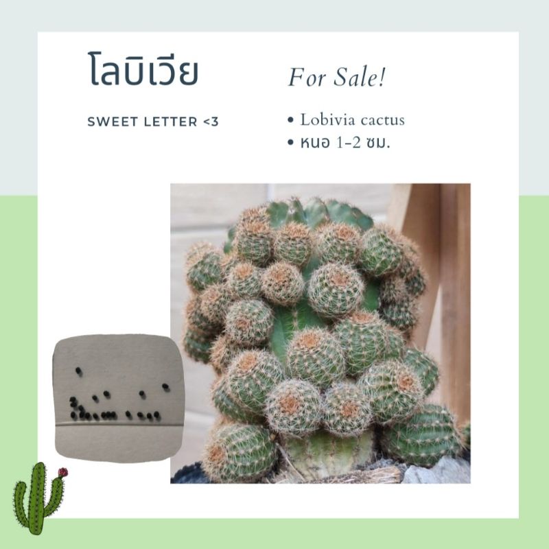 หนอ แคคตัส โลบิเวีย 1-2 ซม. (Lobivia cactus) by Sweet letter