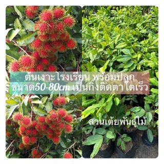 ต้นเงาะโรงเรียนนาสารเเท้100% กิ่งติดตา🌳ขนาด50-70cm ออกลูกเร็ว โตเร็ว