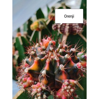 Orenji 🍊 ออเรนจิ​ สวยๆ หน่อเด็ดสด ยิมโดนด่าง ยิมโดนด่าง  🍊 cactus