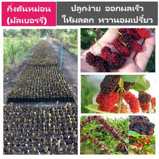 กิ่งพันธุ์มัลเบอรี่,มัลเบอรี่,กิ่งหม่อน,Mulberry ขั้นต่ำ 5 กิ่ง