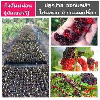 กิ่งพันธุ์มัลเบอรี่,มัลเบอรี่,กิ่งหม่อน,Mulberry ขั้นต่ำ 5 กิ่ง