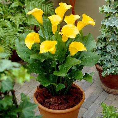 20 เมล็ดพันธุ์ ต้นคาลล่าลิลลี่ คาลล่า ลิลลี่ (Calla Lily) เป็นดอกไม้ ที่แทนสัญลักษณ์แห่งความรัก อัตราการงอก 80-85%