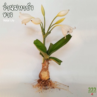 ว่านมหาบัวขาว ว่านมงคลดอกสวย ขายเป็นเต้นค่ะ ( white natal lily / ว่านมหาบัว ) 999garden