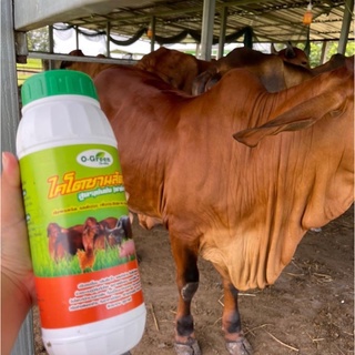 ไคโตซานสัตว์ สูตรเข้มข้นฝาเขียว 1ลิตร