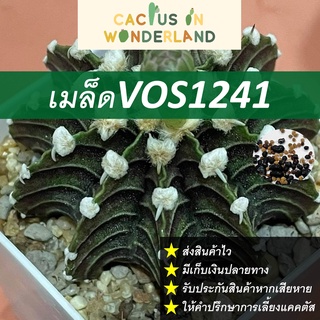 เมล็ดVos1241 เมล็ดแคคตัส เมล็ดกระบองเพชร