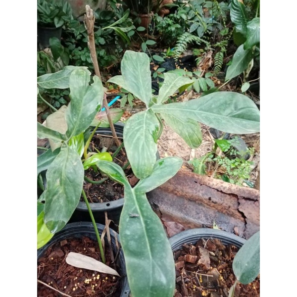 philodendron​ 69686​