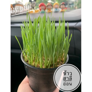 ต้นข้าวสาลีอ่อน 🌱🌱🌱🌱