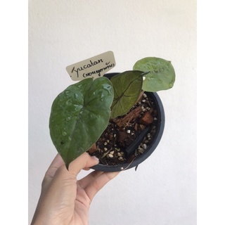 ✅มีจองแถมทุกออเดอร์ - Alocasia yucaton princess -