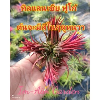 (1ชุด30กอ)ทิลแลนเซียฟูโก้ (ราคาเหมาเฉลี่ย4บาท/ต้นเท่านั้น) (ต้นจะมีสีในฤดูหนาว)