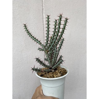 ยูโฟเบีย เอรูจิโนซา Euphorbia aeruginosa