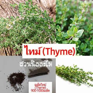 เมล็ดพันธุ์ไทม์ (Thyme)300-500เมล็ด/1ซอง (มีบริการเก็บเงินปลายทาง)