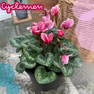 💗🦩🍂 Cyclamen (ดอกไซคลาเมน)กอใหญ่ ดอกไม้ที่เป็นสัญลักษณ์ของความสุข 🥰 ไม้ในร่มเจอแดดรำไร ต้น20*20cmส่งทั้งกระถาง 6 นิ้ว‼️