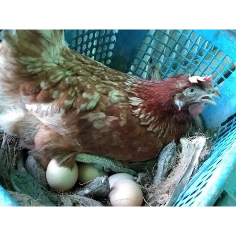 ไข่เชื้อไก่ไข่7สายพันธุ์ 5 ฟอง199บาท นำไปฟักเองลุ้นเพศลุ้นเชื้อกันเองนะจ๊ะ