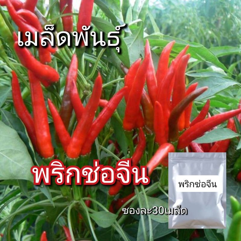 พริกช่อจีน ซองละ30เมล็ด ผลดก เผ็ดเมล็ดพันธุ์ดีปลูกง่ายงอกไว ปลูกในกระถางได้พร้องส่ง จากไทย
