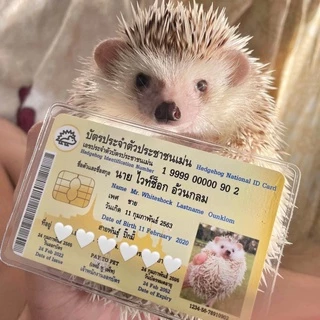บัตรประชาชนสัตว์เลี้ยง 🐱 บัตรแข็ง PVC (ทักร้านค้าก่อนกดสั่งซื้อ) Pet ID Card