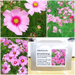 เมล็ดพันธุ์ ดาวกระจายสีชมพู ดอกคอสมอส (Pink Gloria Cosmos Flower Seed) บรรจุ 200 เมล็ด คุณภาพดี ราคาถูก ของแท้ 100%