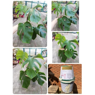 มอนสเตอร่าจินนี่ Monstera ไม้ฟอกอากาศ​ ไม้ในบ้าน ไซส์ L จัดส่งแบบแพ็ค​ตะกร้า​ค่ะ​