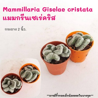 Mammillaria Giselae cristata แมมกรีนเซเร่คริส  ไม้ชำหน่อ cactus กระบองเพชร แคคตัส กุหลาบหิน พืชอวบน้ำ