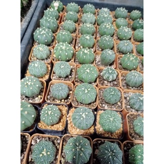 Astrophytum asterias (แอสโตรไฟตัม แอสทีเรียส) เป็นแคคตัสสกุล แอสโตรไฟตัม (Genus Astrophytum) 1ขุดมี2กระถาง150บาท