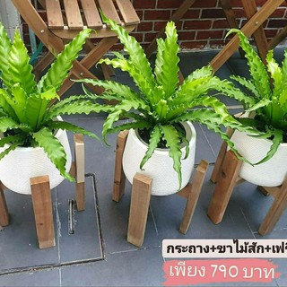 ชุดกระถาง 7 นิ้ว+ขาไม้สัก+เฟริ์นโอซาก้า(ได้ทั้งชุด)