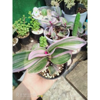 ก้ามปูหลุดด่างชมพู หรือ นาน็อคTradescantia Nanouk🦀💖