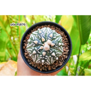 แอสโตรไฟตัม ซุปเปอร์วี Astrophytum asterias super kabuto V type แคคตัส