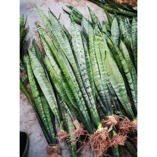 ลิ้นมังกรไม้ฟอกอากาศ🌵🌵🌵(ขั้นต่ำ3ต้น)