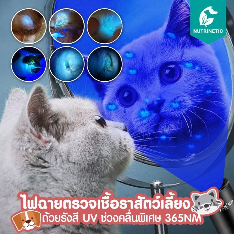 มินิอลูมิเนียม 9 LED UV Ultra Violet ไฟฉาย Blacklight ไฟฉาย thumbnail 7