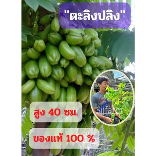 (ขนาดกลาง) 1 ต้น ต้นพันธุ์ตะลิงปลิง สูง 40 ซม. เปรี้ยวเปรี้ยว เปรี้ยวปรี๊ด ต้นพันธุ์พร้อมปลูก ตะลิงปลิง พร้อมส่ง