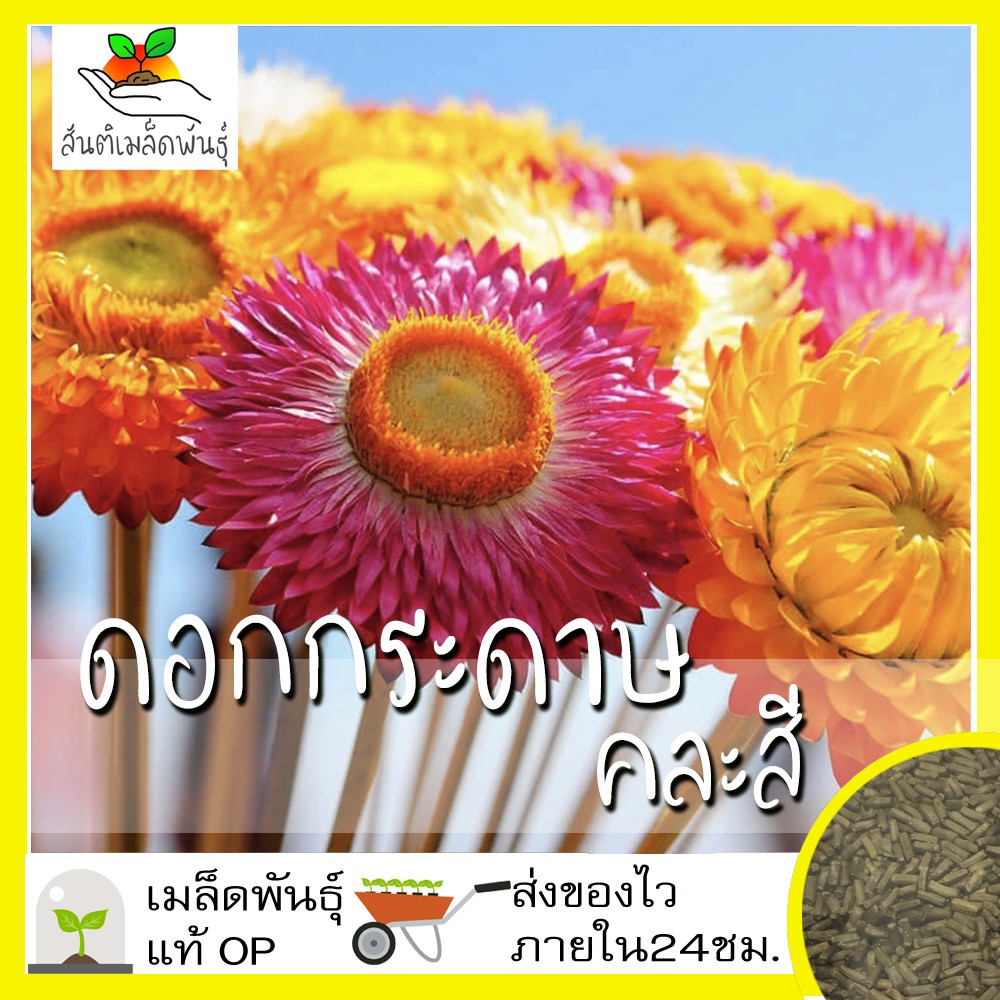 เมล็ดพันธุ์ ดอกกระดาษ คละสี 200 เมล็ด Mixed Strawflower Seed เมล็ดพันธุ์แท้ นำเข้าจากต่างประเทศ ปลูกผัก สวนครัว ถูกดี