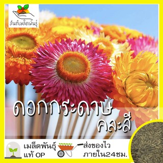 เมล็ดพันธุ์ ดอกกระดาษ คละสี 200 เมล็ด Mixed Strawflower Seed เมล็ดพันธุ์แท้ นำเข้าจากต่างประเทศ ปลูกผัก สวนครัว ถูกดี