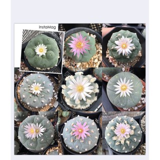 เมล็ดโลโฟ Lophophora Mix/Hybrid 20เมล็ด