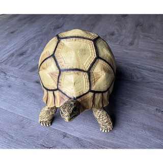 yniphora tortoise โมเดลเต่าเรซิ่น ยูนิฟอร่า