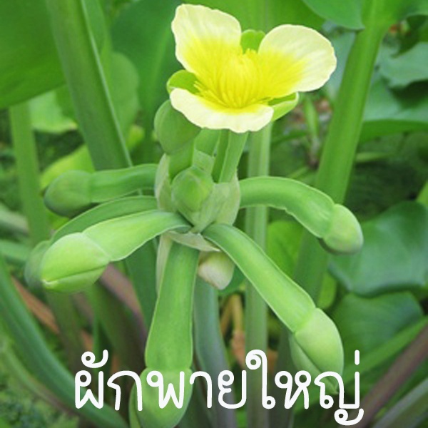 ผักพายใหญ่🎯ถูกที่สุด25บ.🎯เมล็ดพันธุ์ผักพายใหญ่500++เมล็ด📌งอกดี📌ทานอร่อย📌ปลูกครั้งเดียวอยู่ได้หลายปี
